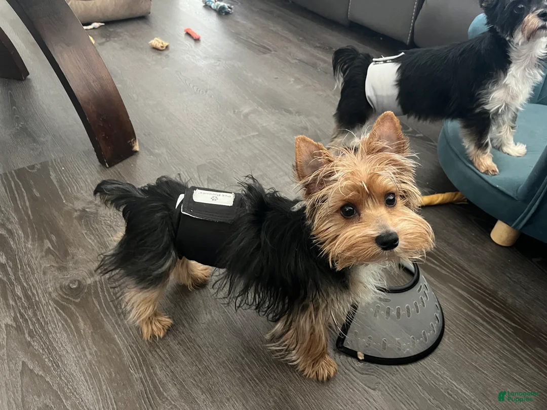 Yorkshire Terrier dogs for sale: Yorkshire Terrier 1 - Ad 2
