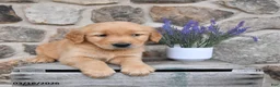 Golden Retriever dogs for sale: Max  - Ad 4