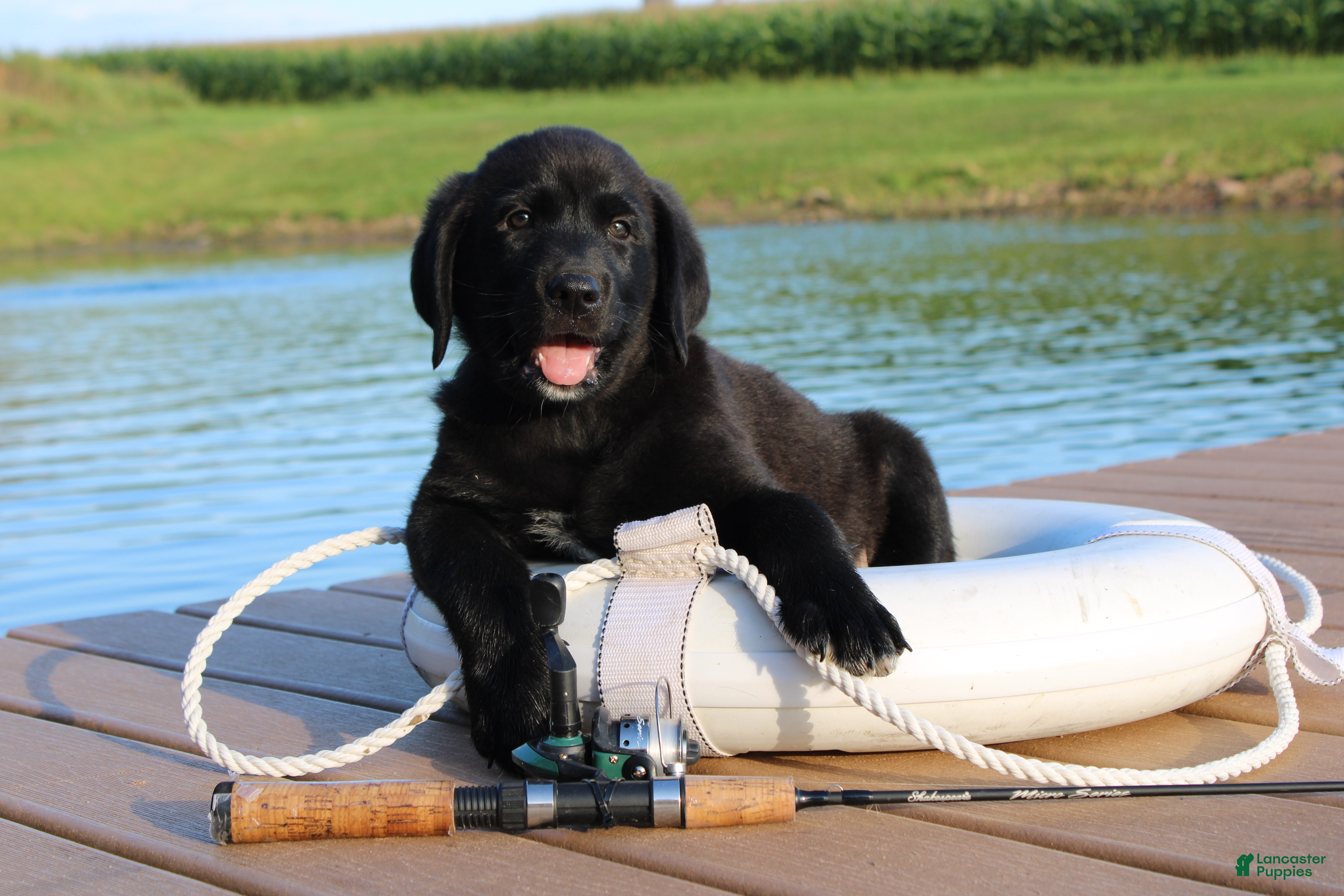 Labrador Retriever dogs Chipper - Ad 2