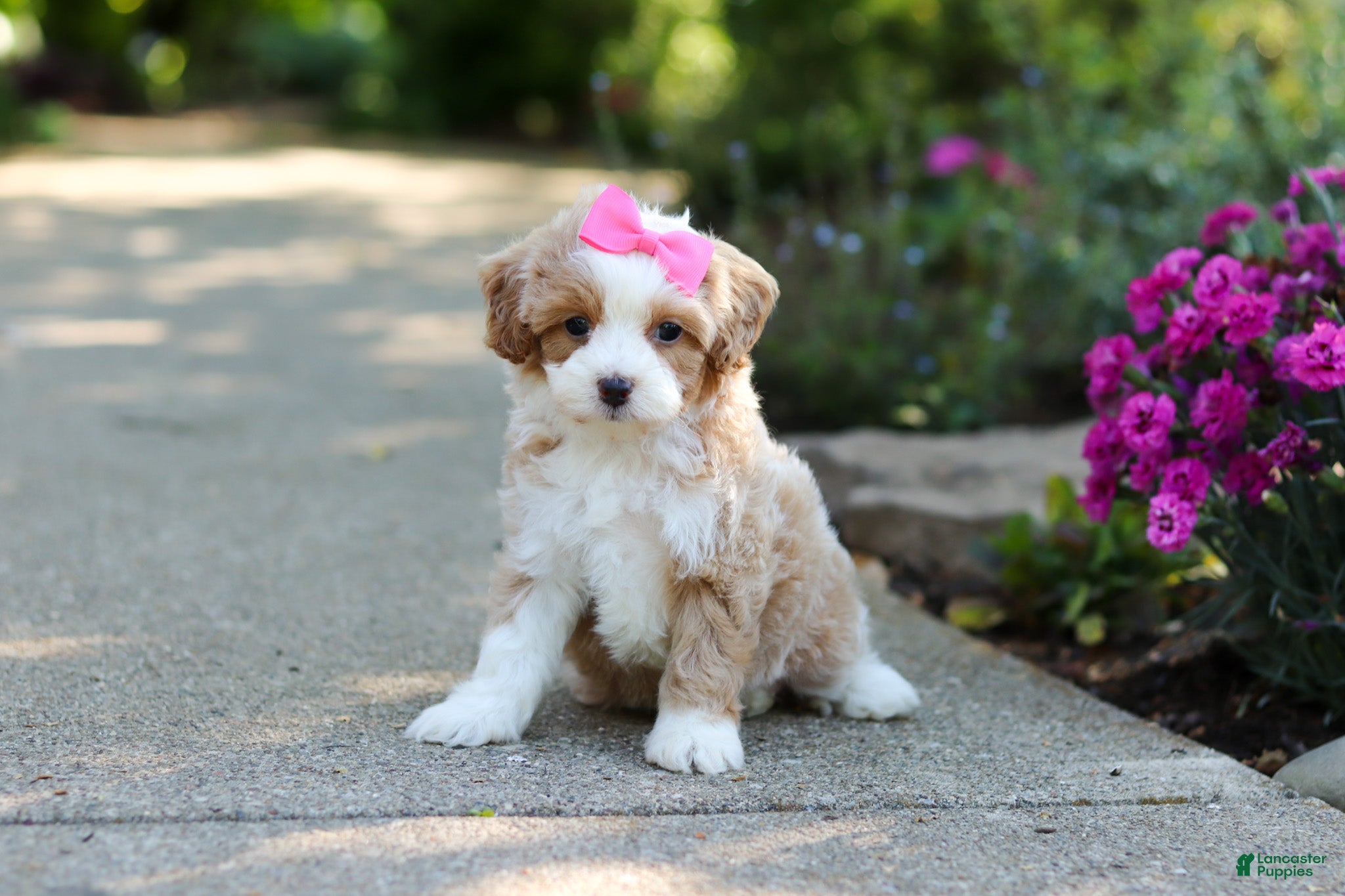 Cavapoo dogs for sale: Haven - Ad 11