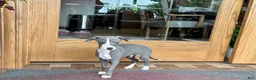Italian Greyhound dogs for sale: Italian Greyhound 2 blue boy.  - Ad 5
