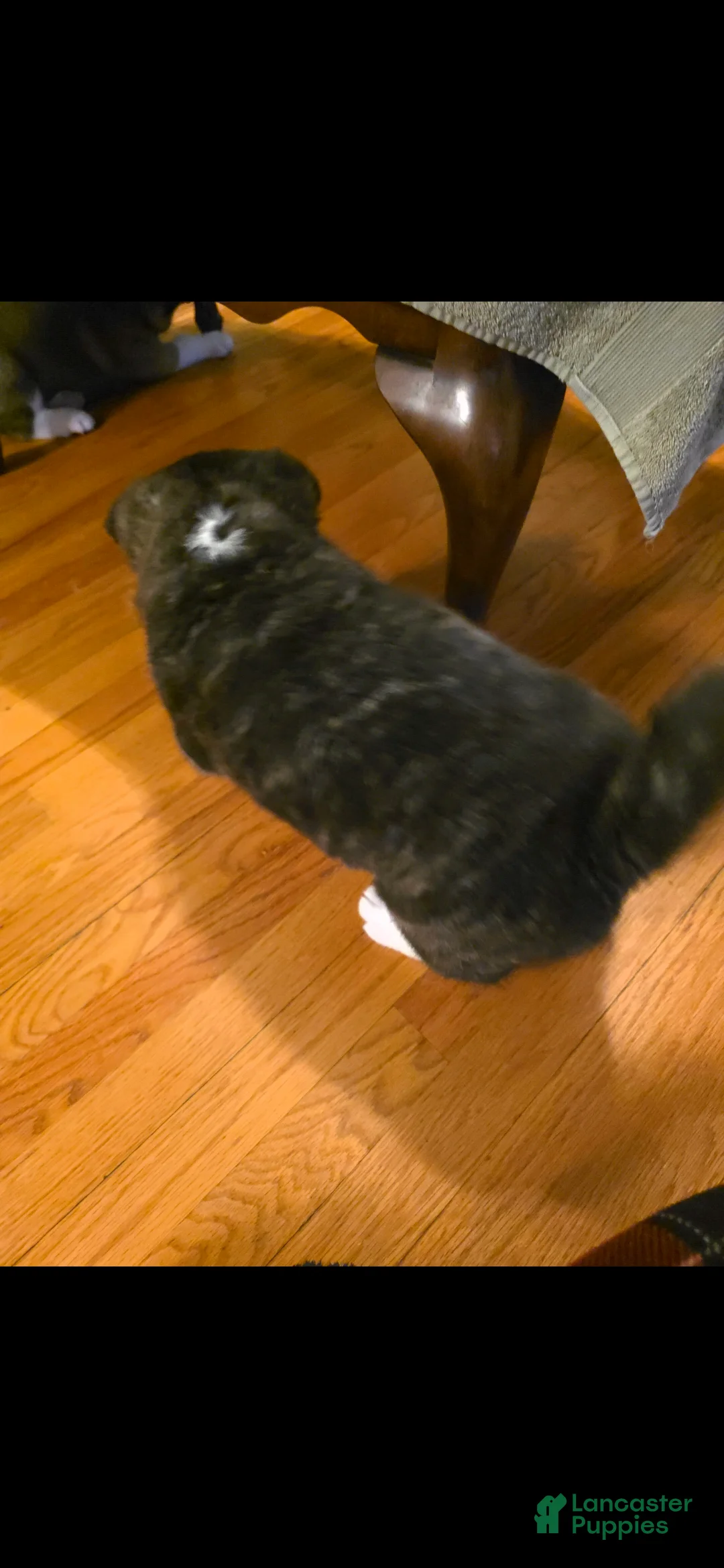 Akita dogs for sale: AKC Lucky - Ad 16