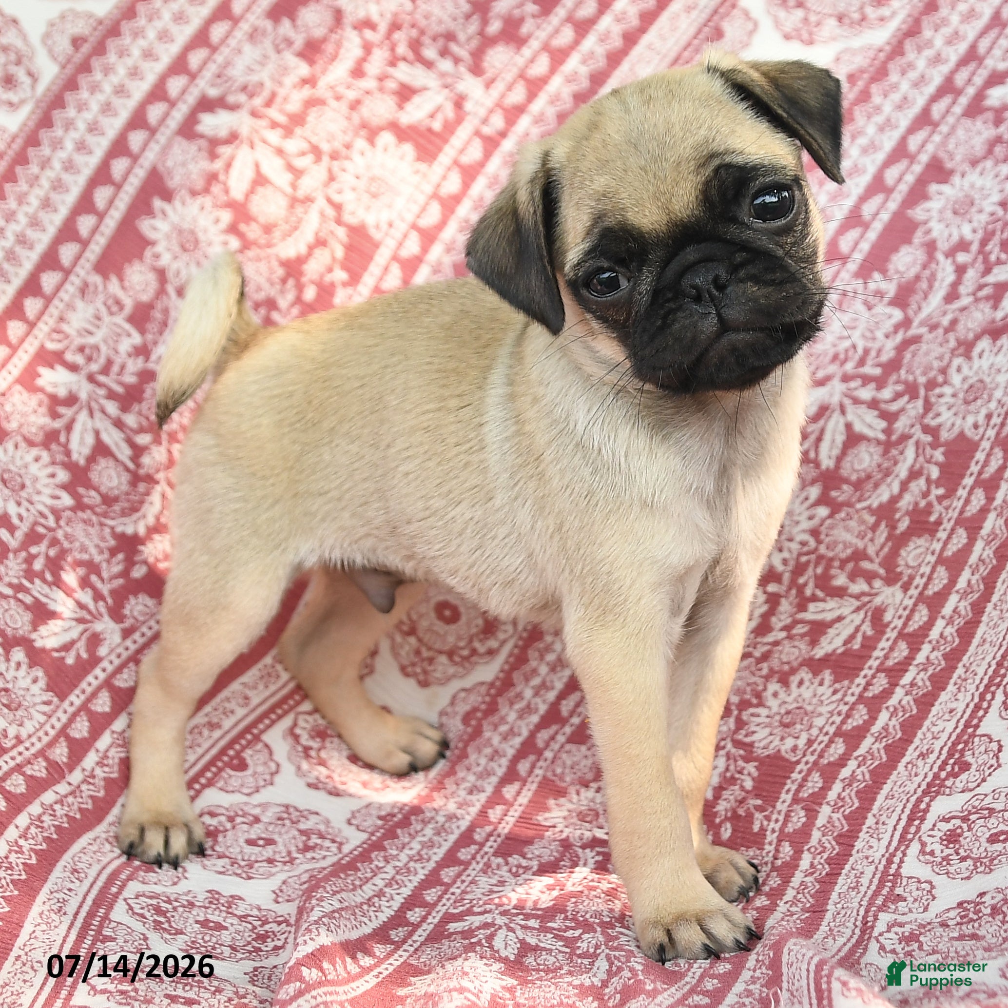 Pug dogs Marcus - Ad 2