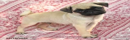 Pug dogs for sale: Marcus - Ad 2