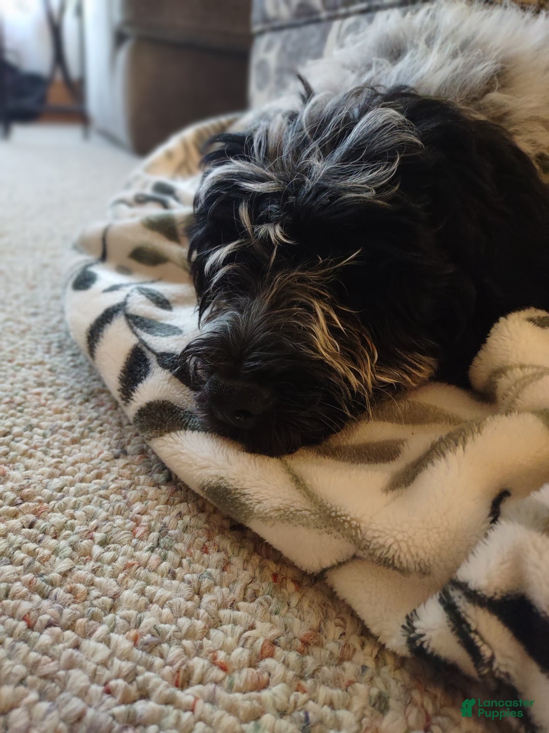 Piper for sale in Waldo Lancaster Puppies