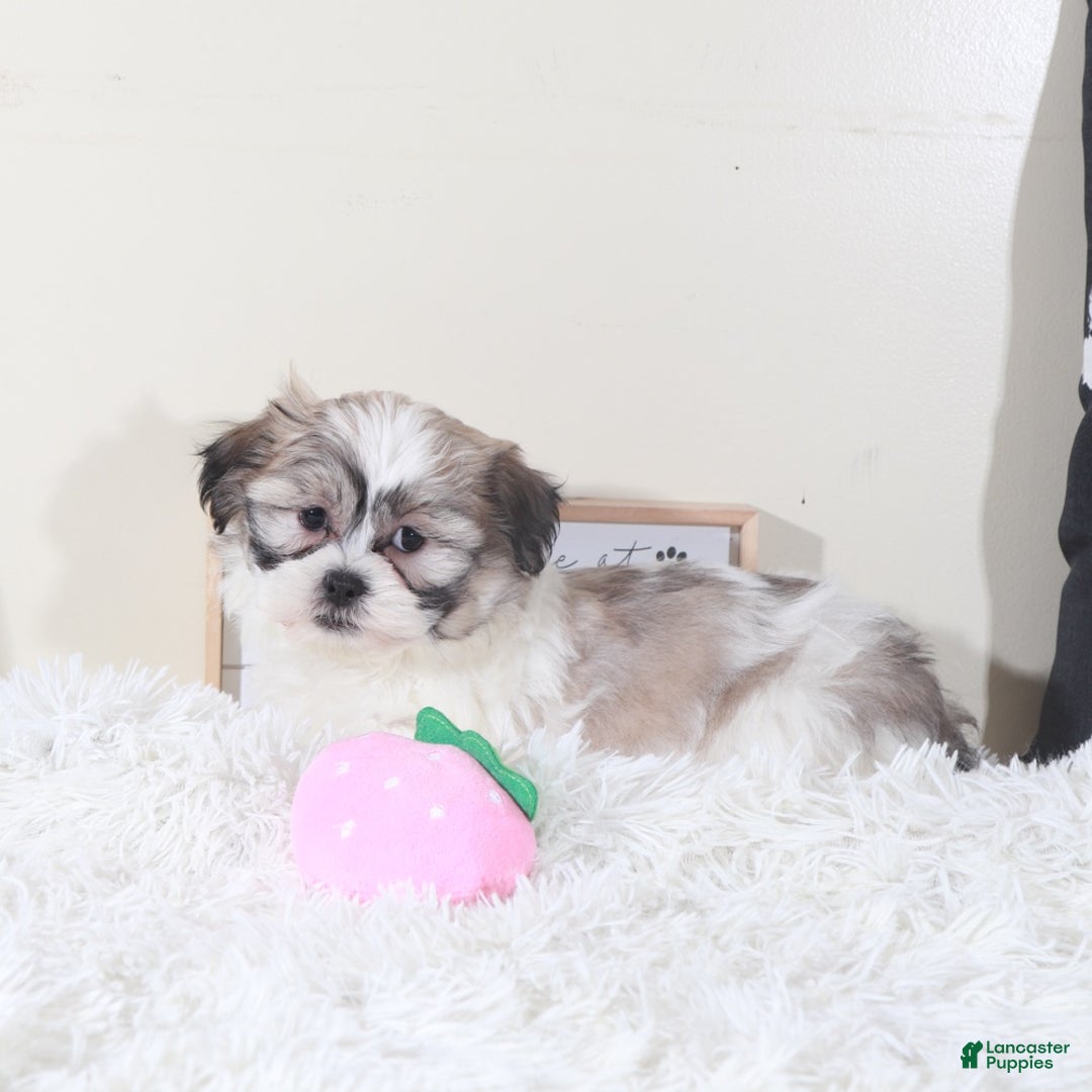 Teddy Bear dogs for sale: Teddy Bear Honey - Ad 3