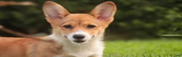 Welsh Corgi Pembroke dogs for sale: Trix Welsh Corgi Pembroke  - Ad 9