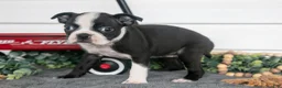 Boston Terrier dogs for sale: Marigold - Ad 2