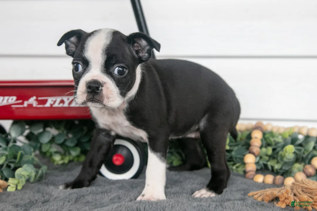 Boston Terrier dogs for sale: Marigold - Ad 2