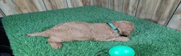 Cavapoo dogs for sale: Harlow Boy 1  - Ad 4