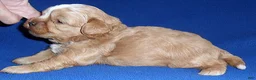 Shihpoo dogs for sale: Teddy - Ad 2