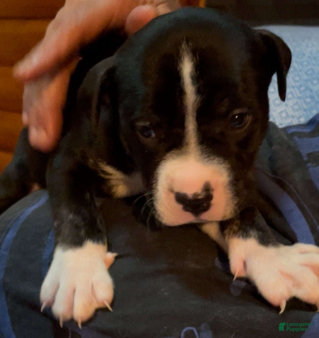 Mixed Breed dogs for sale: Mixed Breed Puppy 1 - Ad 3