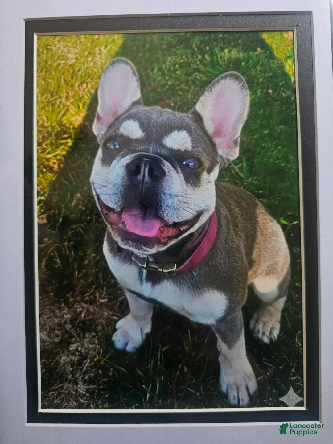 French Bulldog dogs for sale: French Bulldog Puppy 3 - Ad 4