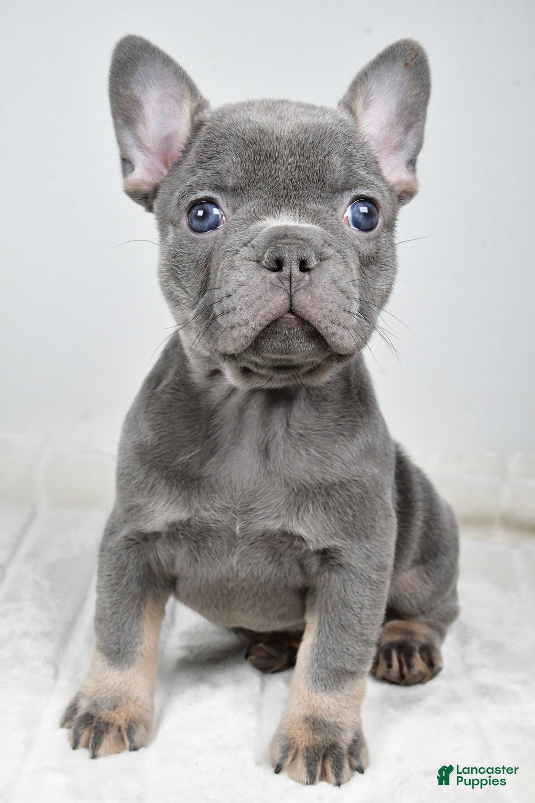 French Bulldog dogs for sale: Faith - Ad 9