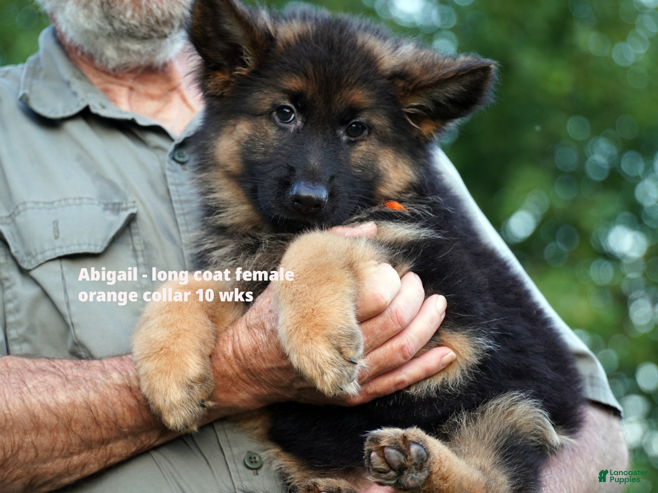 German Shepherd dogs female - orange collar - Ad 20