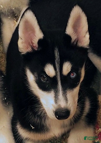 Siberian Husky dogs Rainbow Dash - Ad 1
