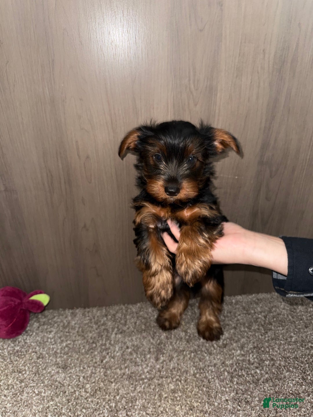 Yorkshire Terrier dogs for sale: Yorkshire Terrier Puppy 1 - Ad 2