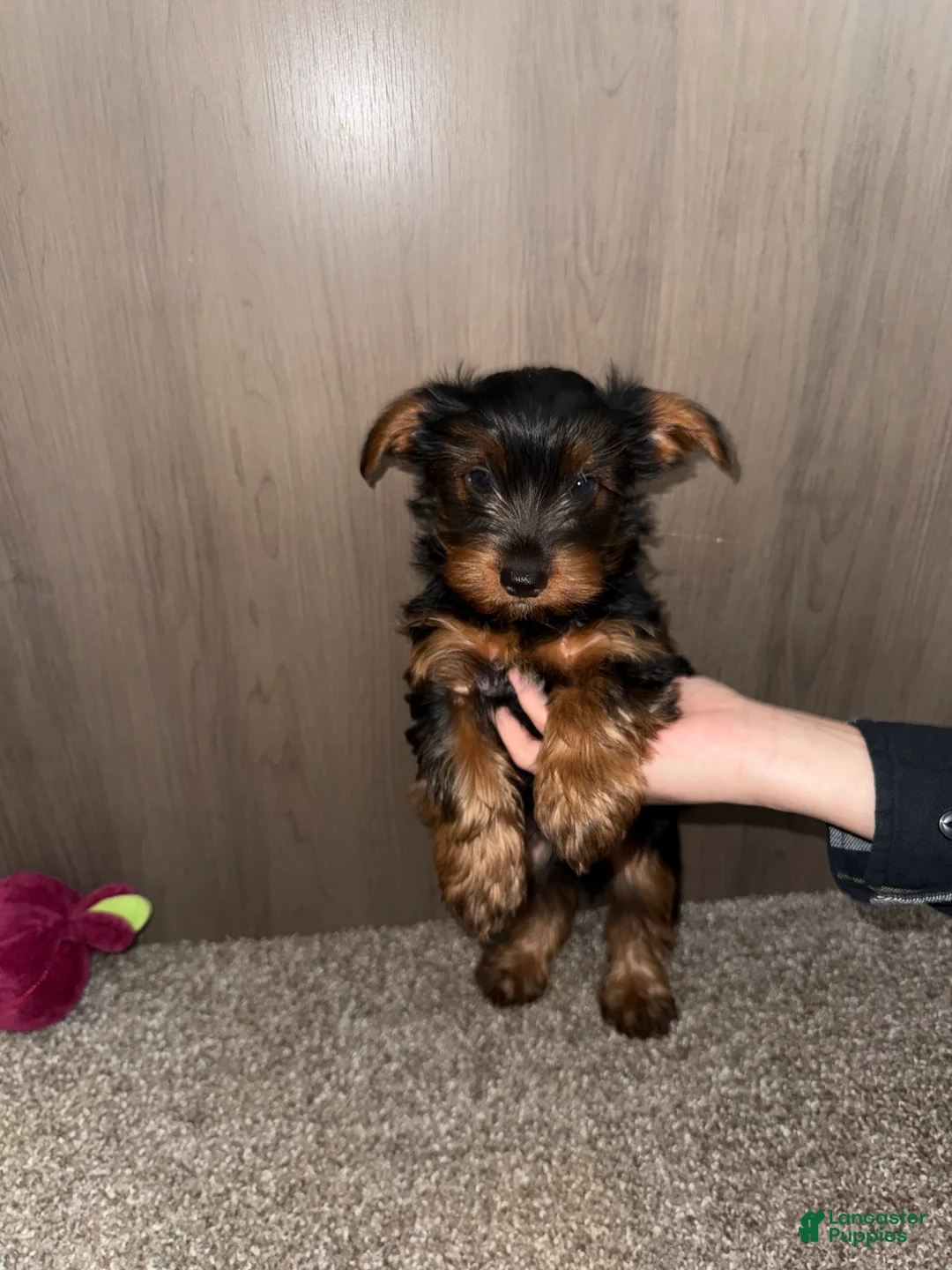Yorkshire Terrier dogs for sale: Yorkshire Terrier Puppy 1 - Ad 2