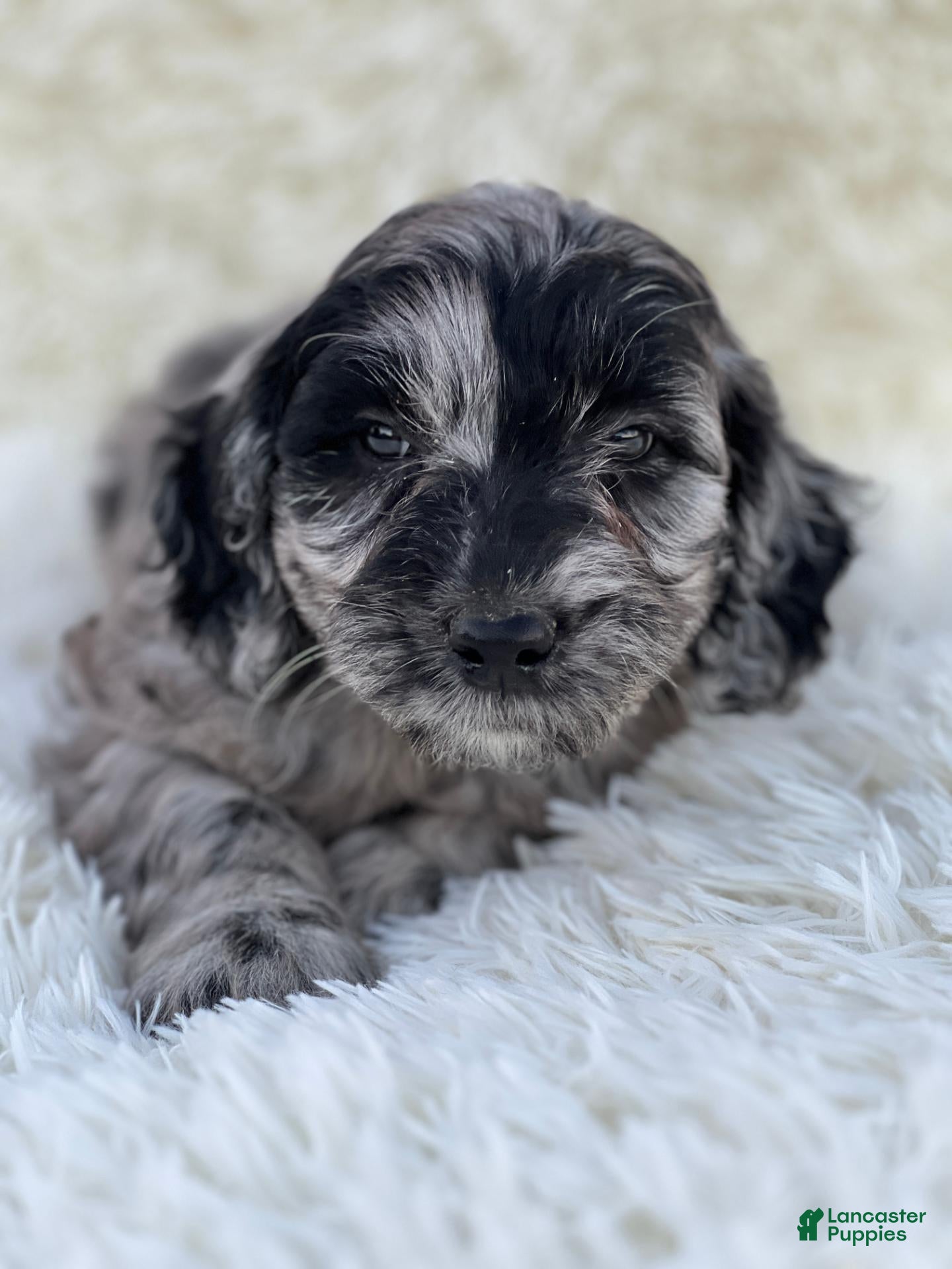Mixed Breed dogs for sale: Stella - Ad 1