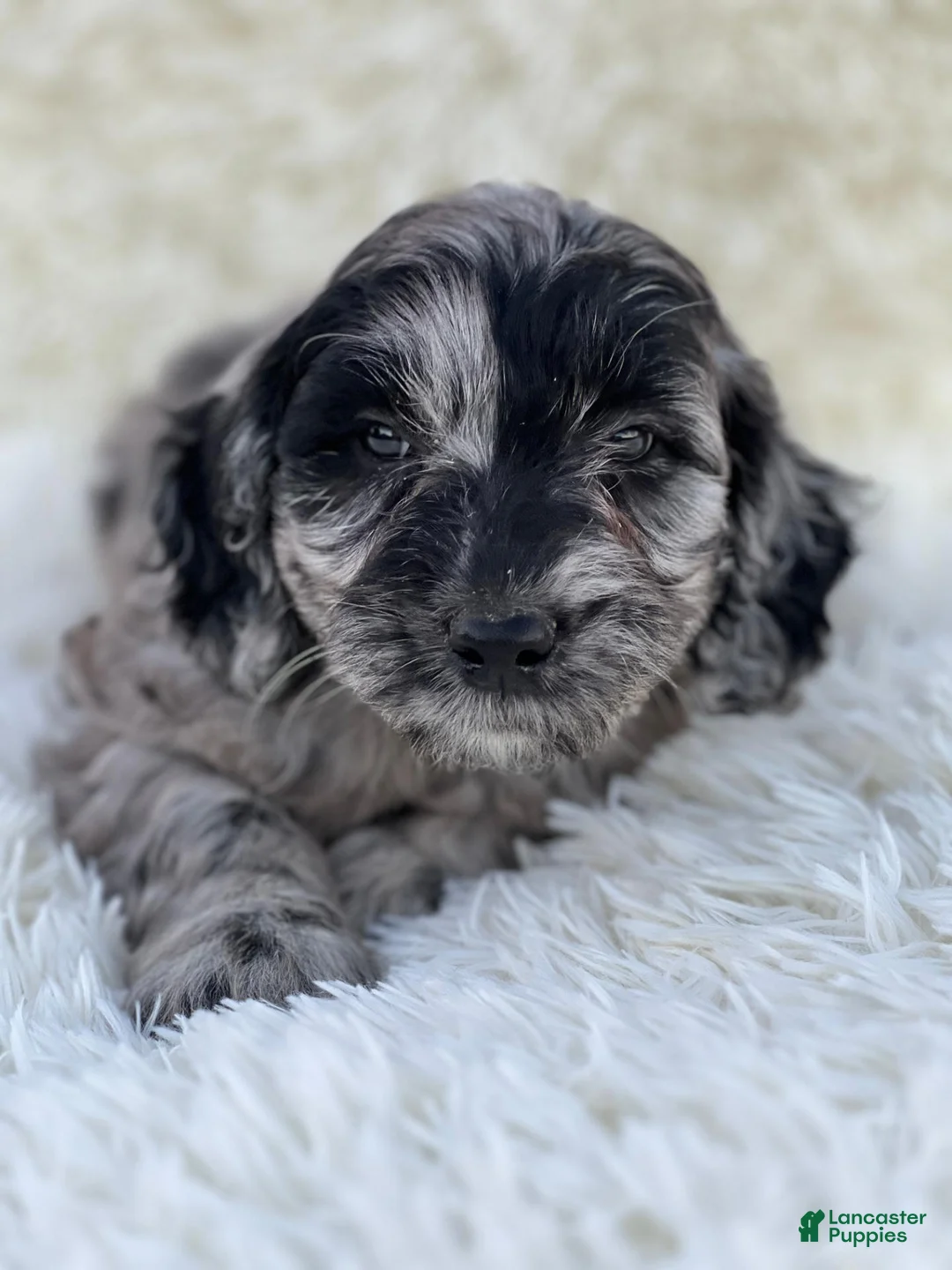 Mixed Breed dogs for sale: Stella - Ad 1