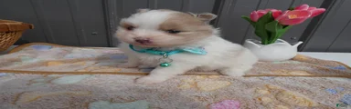 Pomeranian Puppy 1 Pearl