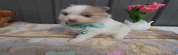 Pomeranian dogs for sale: Pomeranian Puppy 1 Pearl - Ad 1