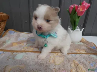 Pomeranian dogs for sale: Pomeranian Puppy 1 Pearl - Ad 1