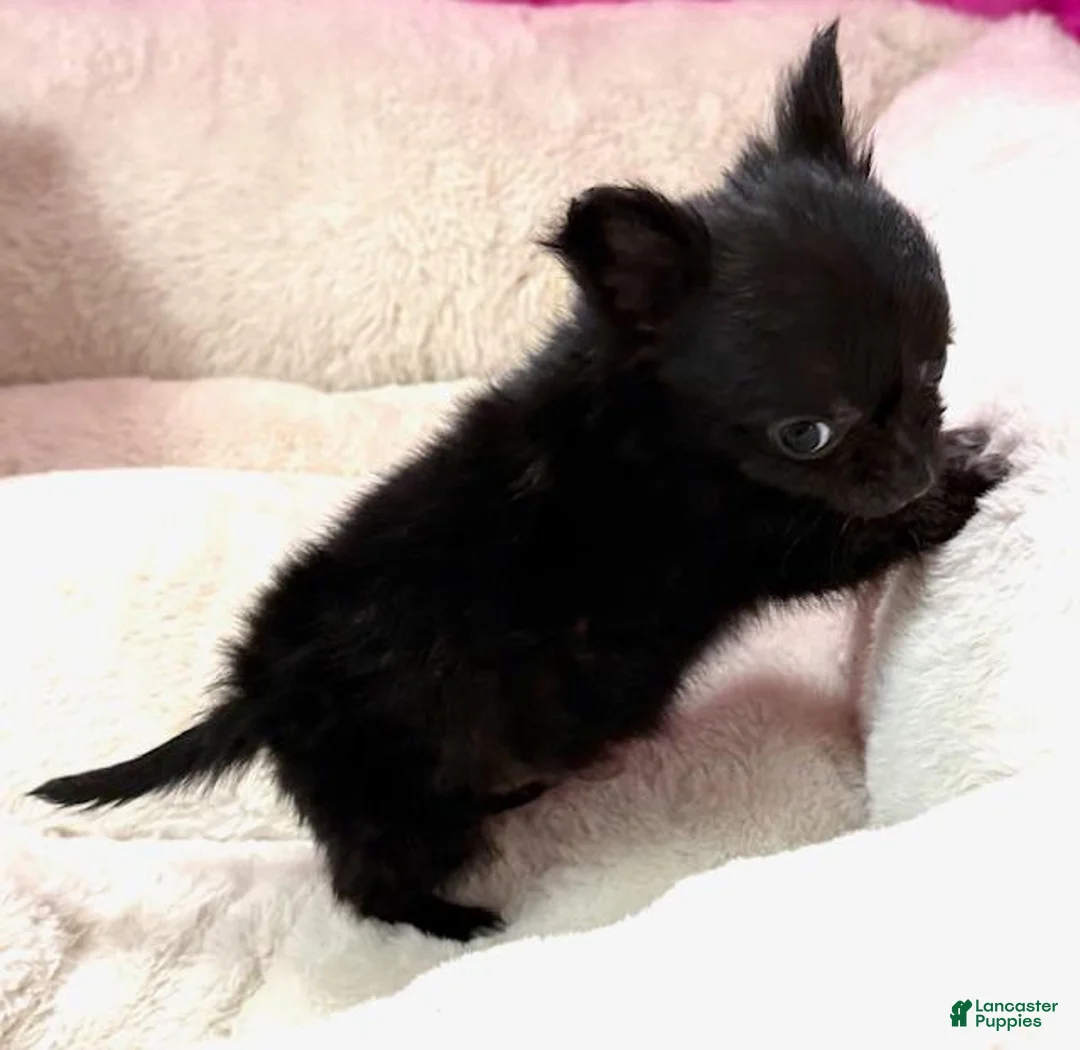 Chihuahua dogs for sale: Chihuahua Puppy 1 - Ad 3