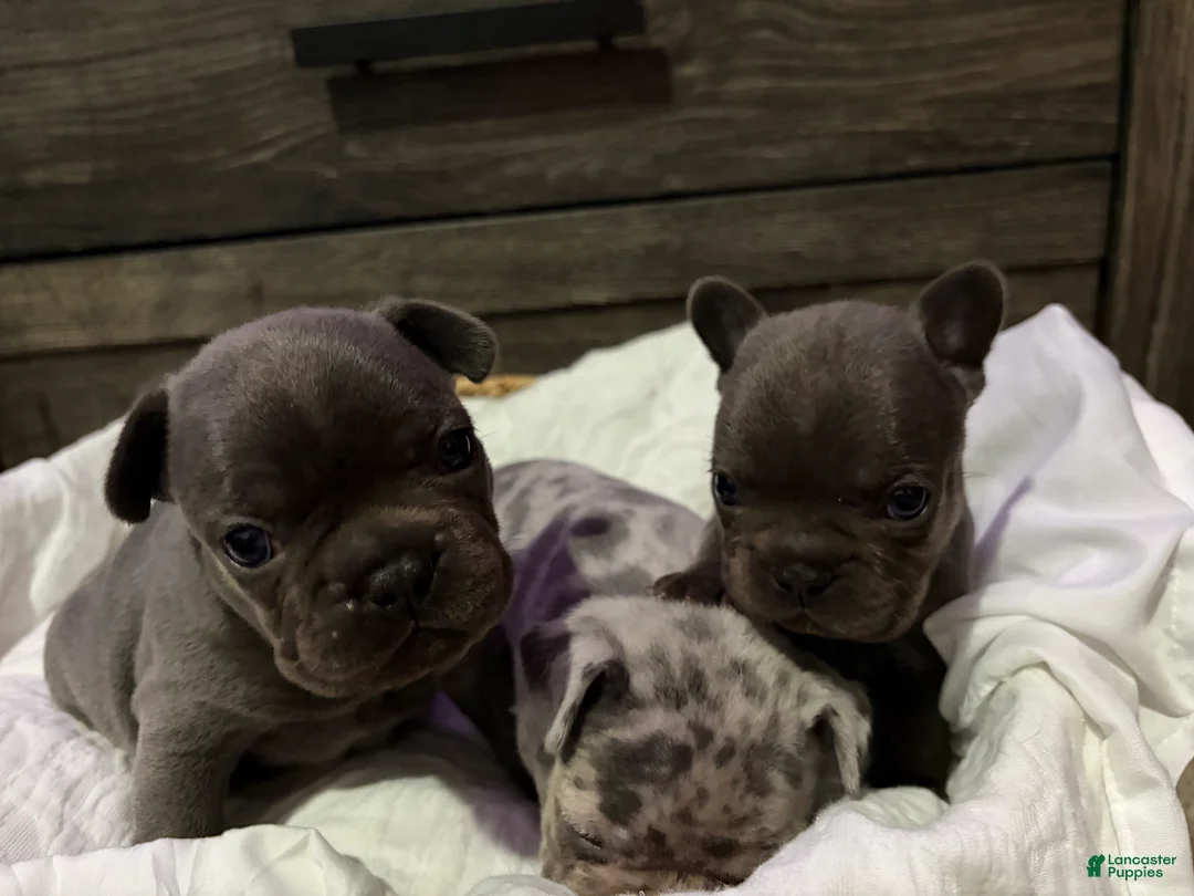 French Bulldog dogs for sale: Blaze - Ad 9