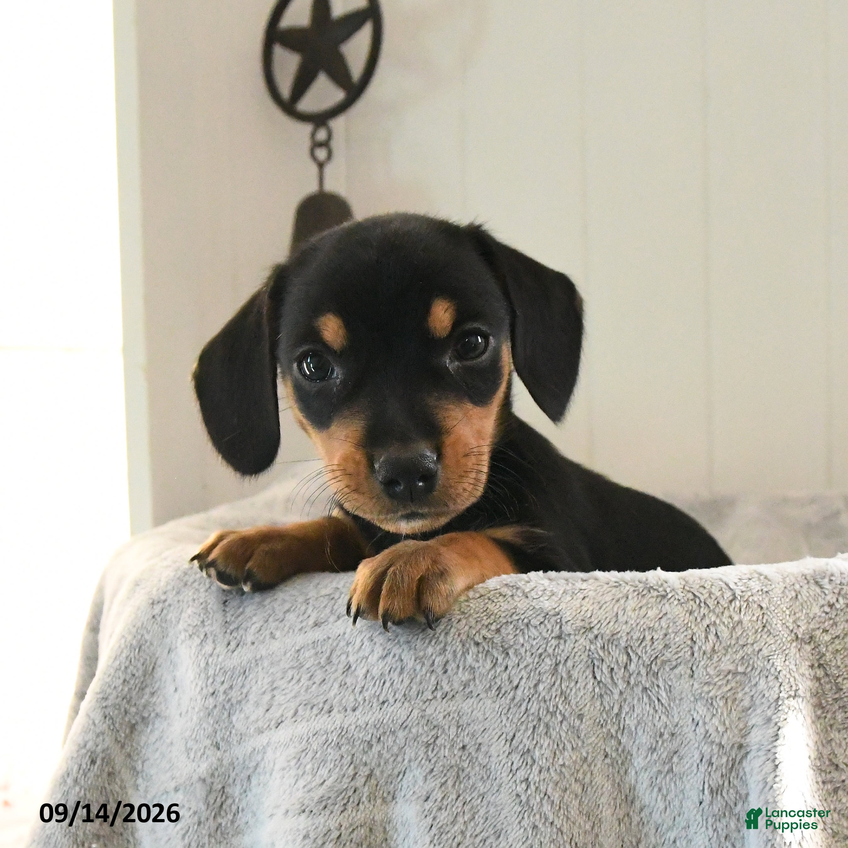 Mixed Breed dogs Bubbles - Ad 1
