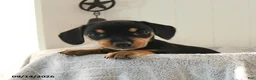 Mixed Breed dogs for sale: Bubbles - Ad 1