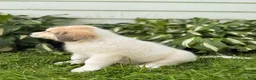 Great Pyrenees dogs for sale: Rhonda - Ad 13