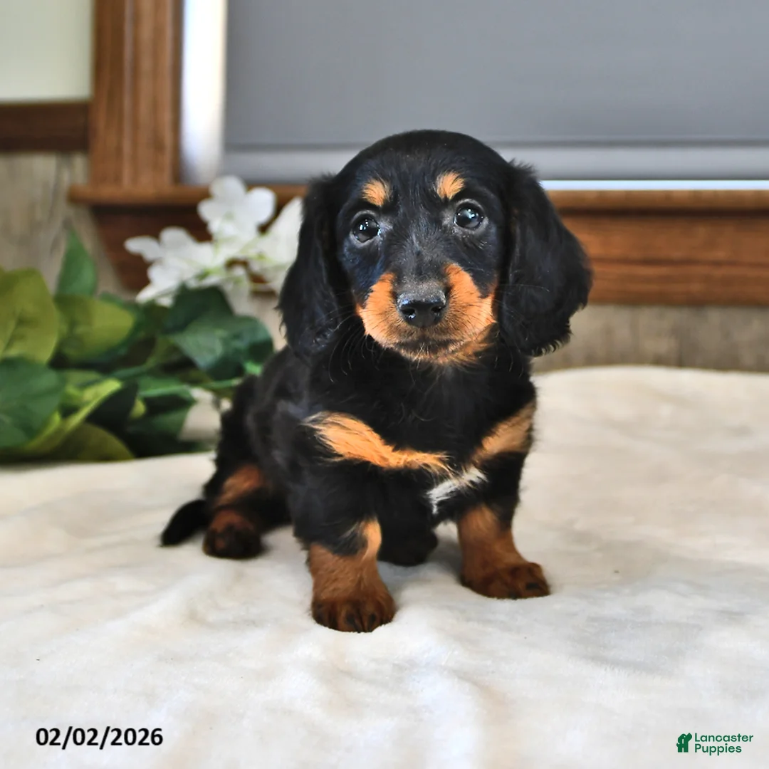 Miniature Dachshund dogs for sale: Buttercup - Ad 4