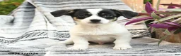 Mixed Breed dogs for sale: Ranger - Ad 1