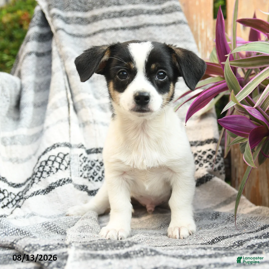 Mixed Breed dogs for sale: Ranger - Ad 1