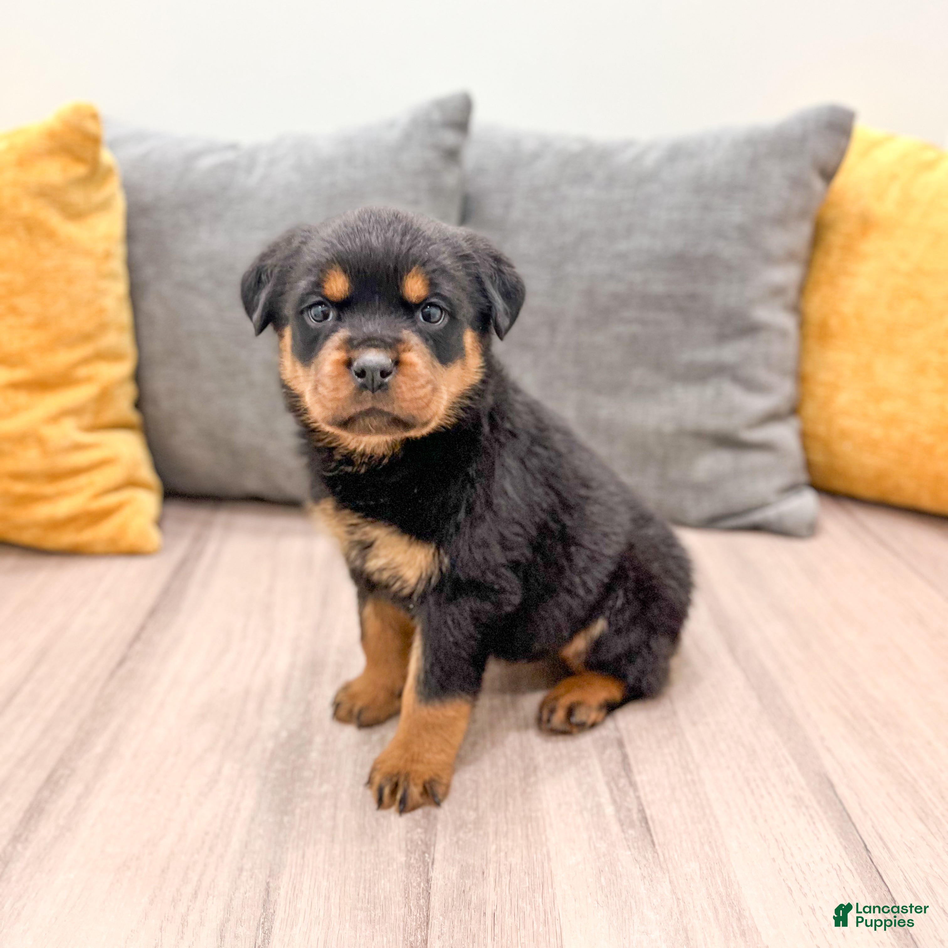 Rottweiler dogs Sara - Ad 2