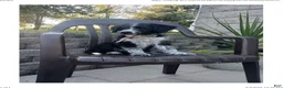Mixed Breed dogs for sale: Mabel - Ad 10