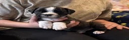 Boxer dogs for sale: Winnie - Ad 3