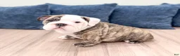 English Bulldog dogs for sale: Chase - Ad 4