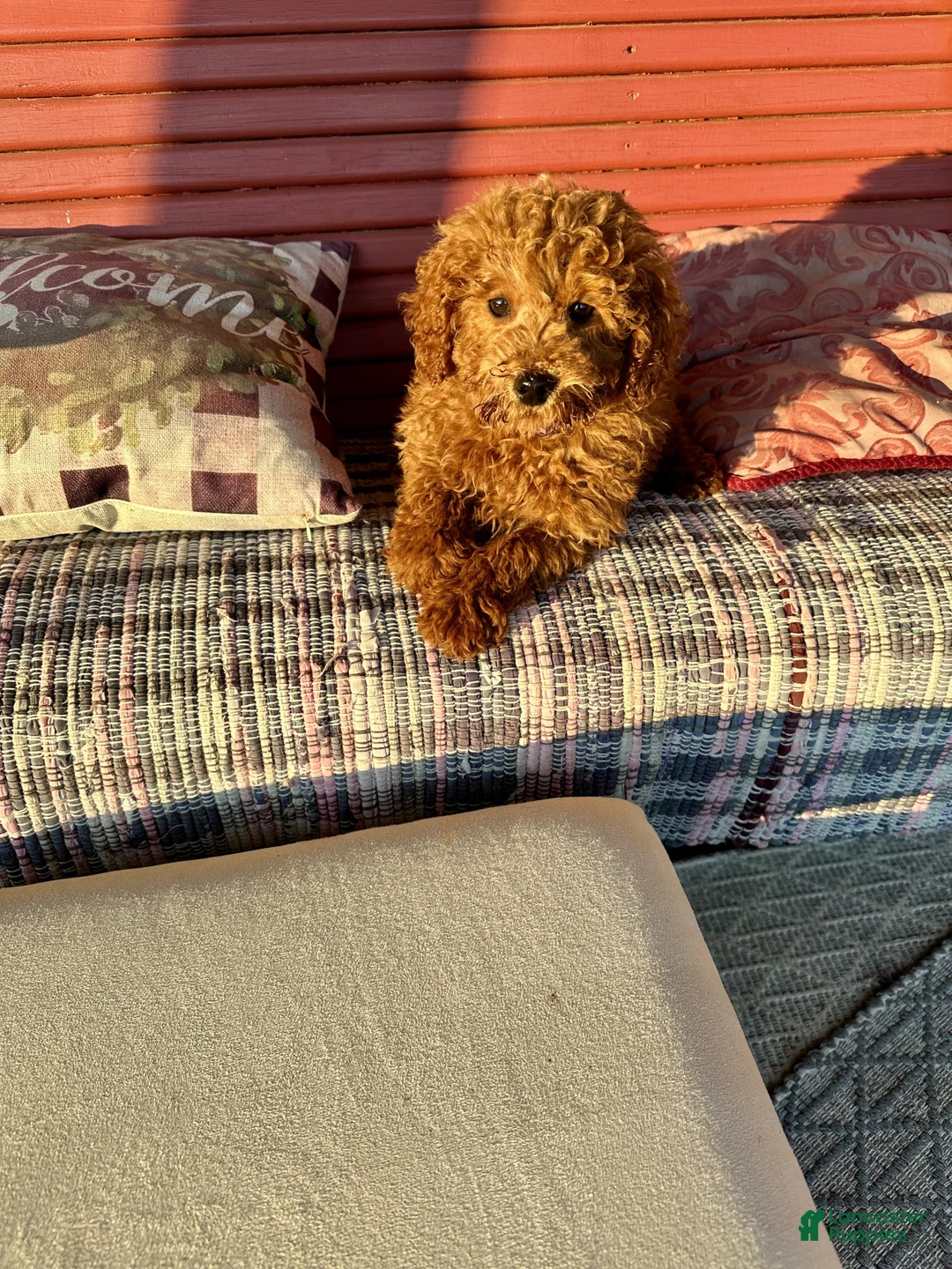 Miniature Labradoodle dogs for sale: Hurley - Ad 4