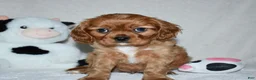Cavalier King Charles Spaniel dogs for sale: Uri  - Ad 7