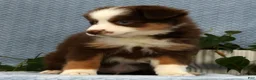 Miniature Australian Shepherd dogs for sale: Rhett - Ad 4