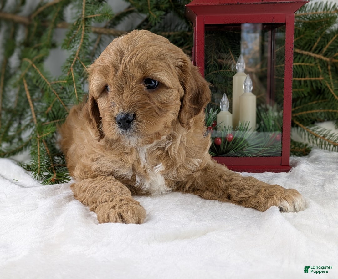 Cavapoo dogs for sale: Arthur  - Ad 1