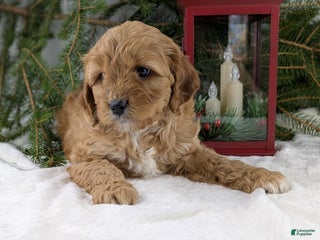 Cavapoo dogs Arthur - Ad 14