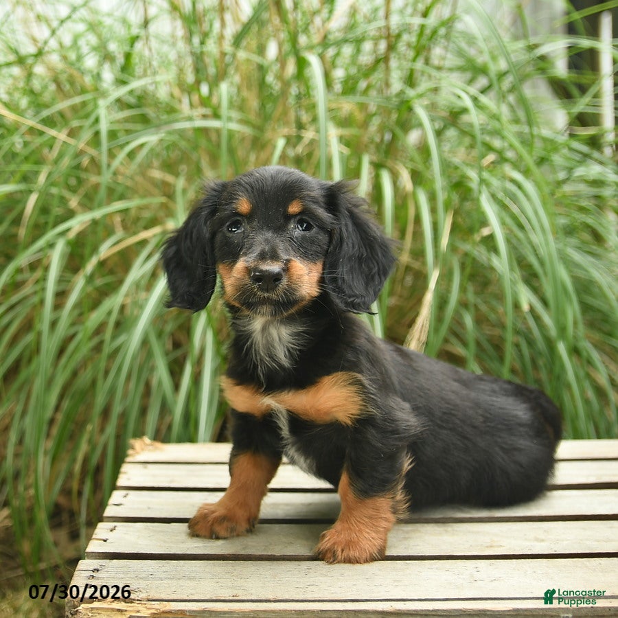 Miniature Dachshund dogs Penny  - Ad 2