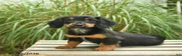 Miniature Dachshund dogs for sale: Penny  - Ad 2