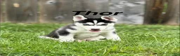 Siberian Husky dogs for sale: Thor - Ad 1