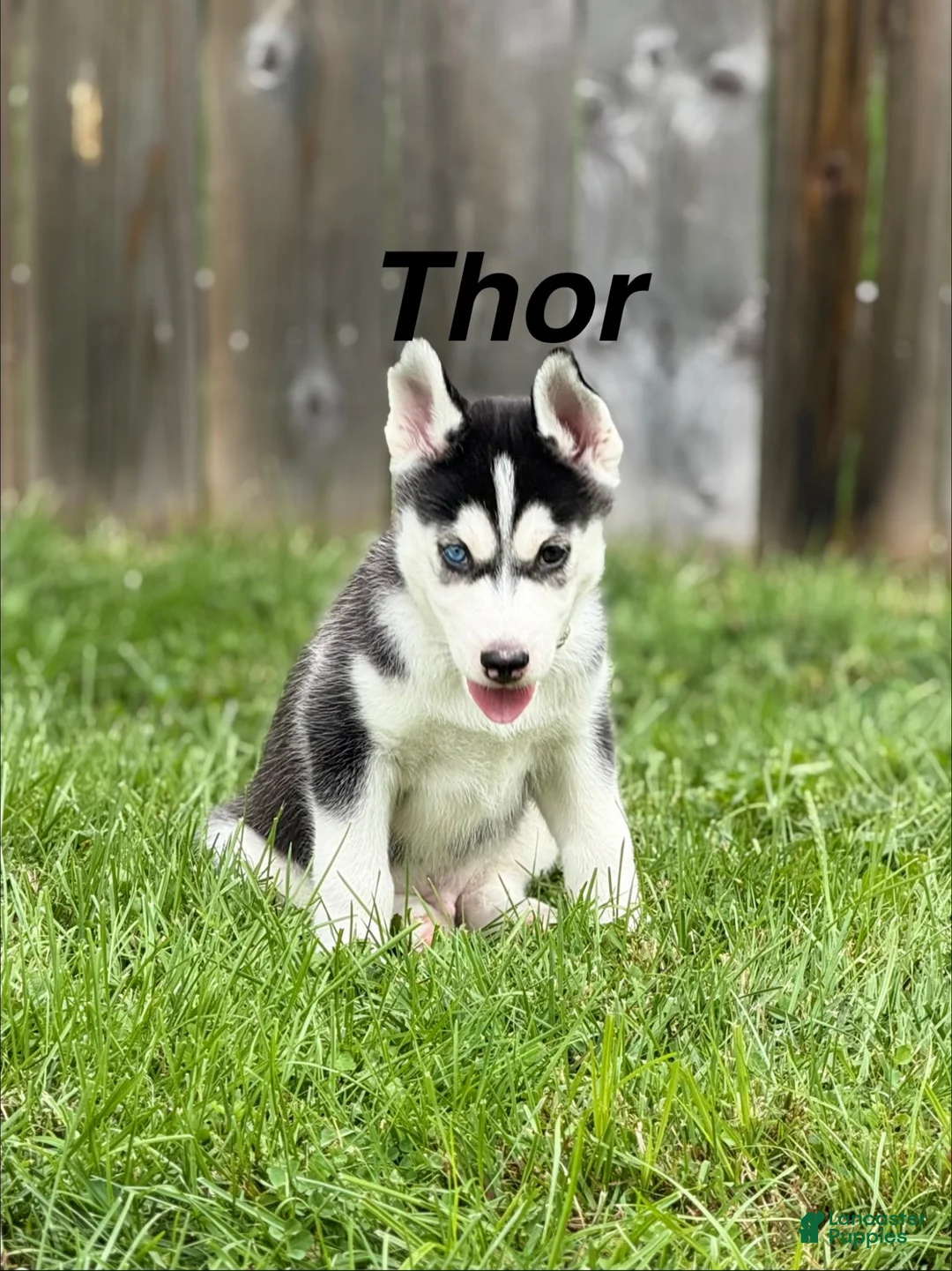 Siberian Husky dogs for sale: Thor - Ad 1