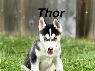 Siberian Husky dogs Thor - Ad 35