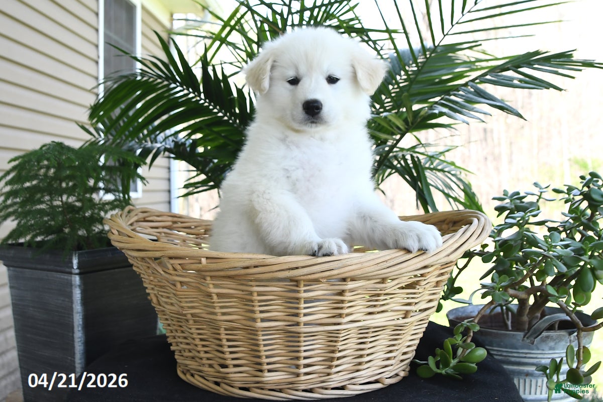 Samoyed dogs Conner - Ad 1